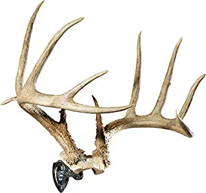 Skull Hooker XXL Bone Bracket European Trophy Mount – Perfect Kit for Hanging and Mounting Taxidermy Elk, Moose and other large Skulls for Display