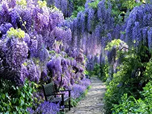 BLUE MOON WISTERIA VINE - FRAGRANT FOOT LONG FLOWERS - ATTRACTS HUMMINGBIRDS - 2 - YEAR PLANT