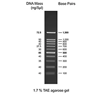 FroggaBio 100bp DNA Ladder (10 X 500 ul) - 10 Ladders