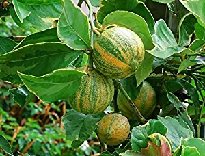 Eureka Variegated Pink Lemon Tree - 2 Year Old (can only Ship in Texas)