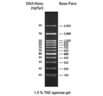 FroggaBio 100bp DNA Ladder H3 (500 ul) - 1 Ladder